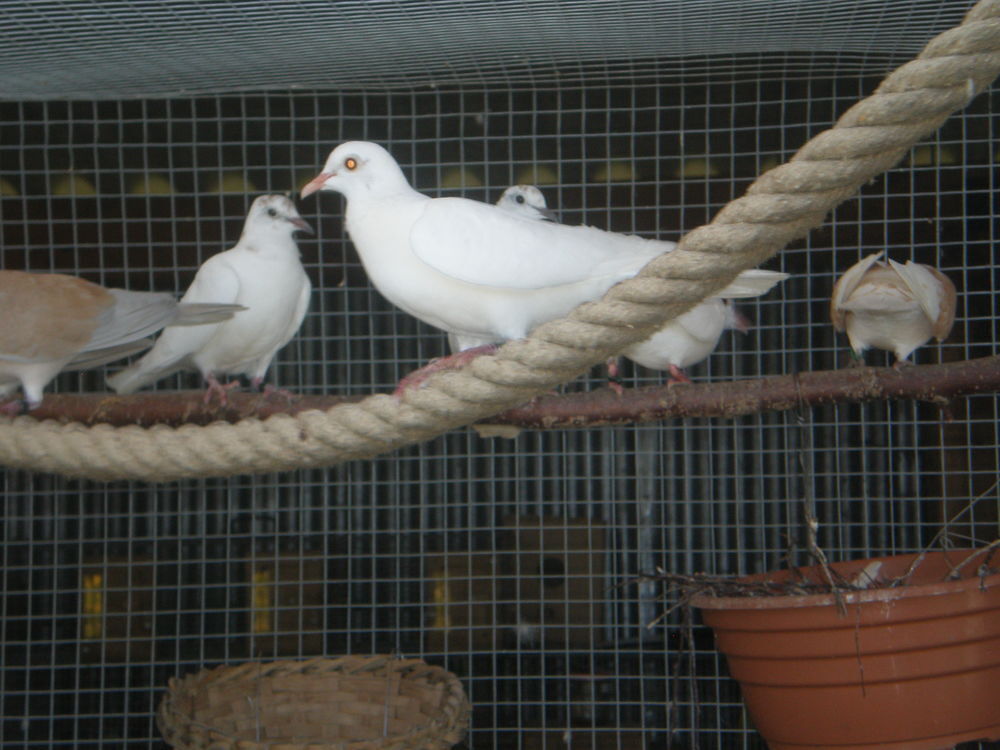   colombe panachée 