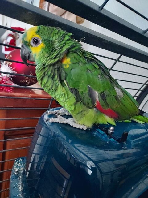 Amazone &agrave; front bleu 5 mois 700 18350 Blet