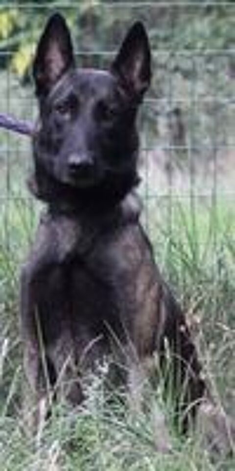   Pako  