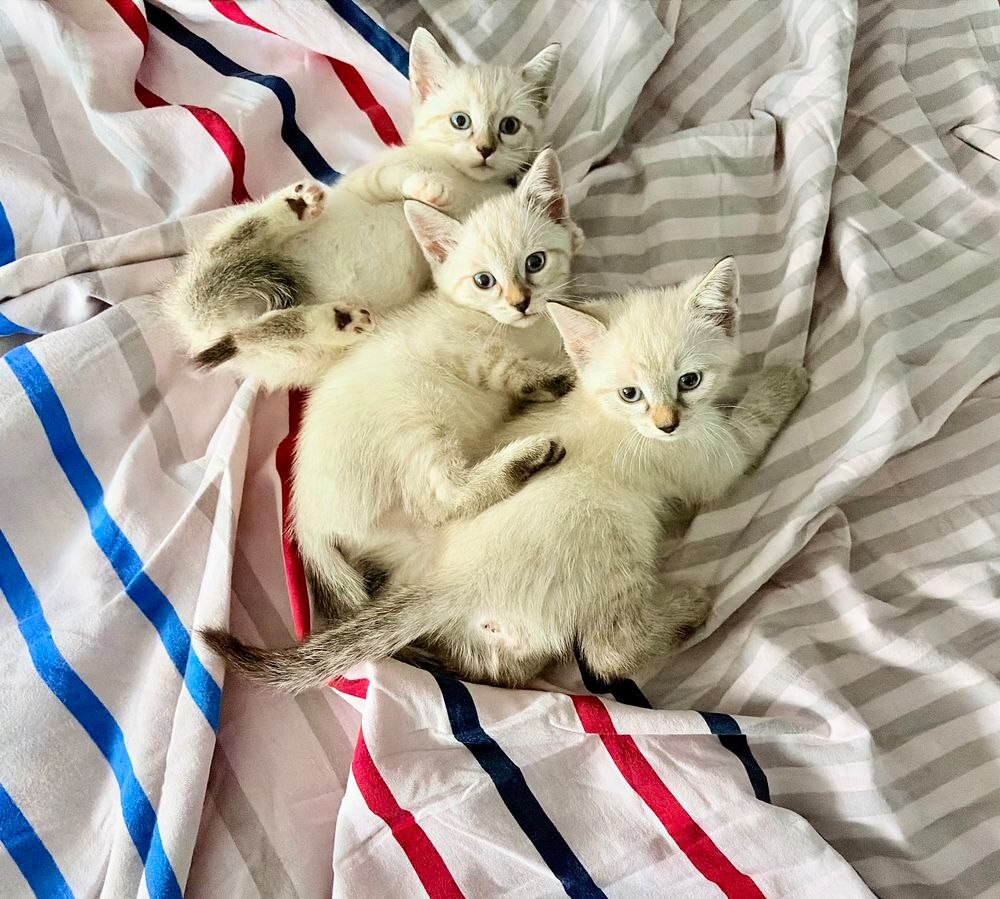   Très Beaux Chatons de Gouttière À Réserver 2 mois 1/2  