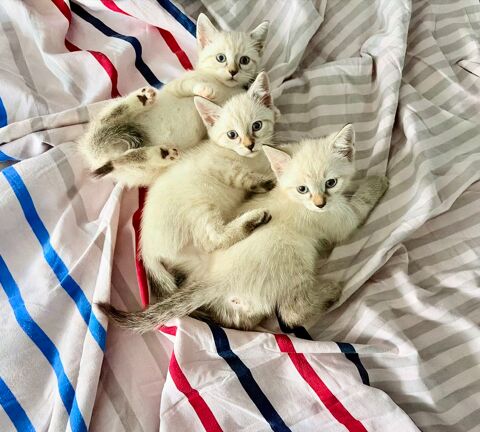Tr&egrave;s Beaux Chatons de Goutti&egrave;re &Agrave; R&eacute;server 2 mois 1/2 300 94450 Limeil-brévannes