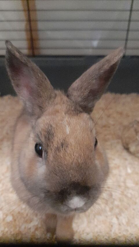 pour lapin nain 30 42000 Saint-tienne