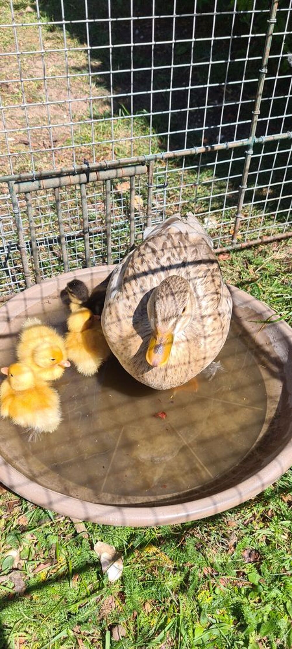   Canetons mignon  