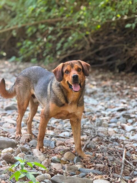 Pako m&acirc;le de 3 ans 300 59300 Aulnoy-lez-valenciennes