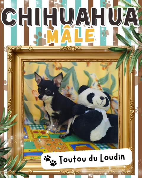 Chiot chihuahua m&acirc;le poils courts 550 18140 Précy