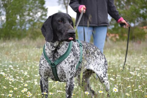 MILAN,  beau braque allemand , un compagnon doux et plein d'amour 315 24140 Douville