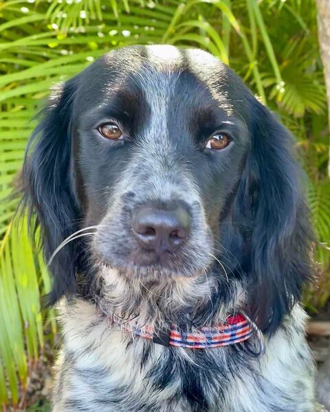 ✨️ ORKA ✨️ 🐶 290 92000 Nanterre