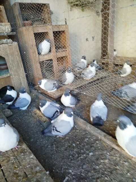 Pigeons TEXANS et STRASSERS 0 05300 Upaix