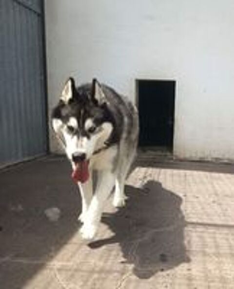   BOJKA husky 4 ans 