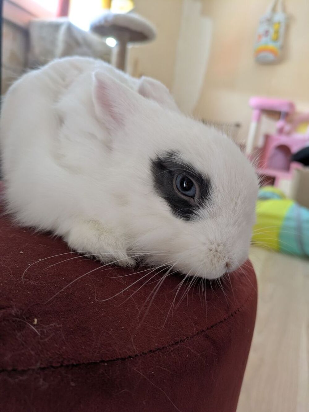  Zappa 