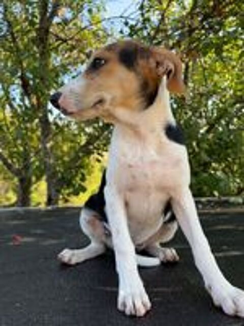   A L'ADOPTION LUNA SE TROUVE EN REFUGE MACEDOINE DU NORD 