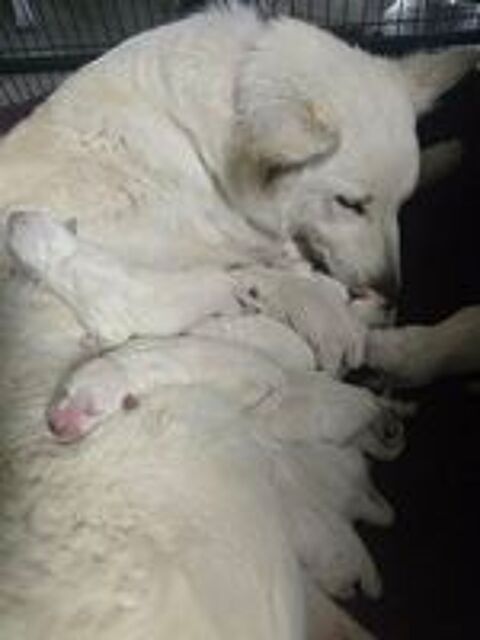   Chiots Berger Blanc Suisse LOF à réserver 