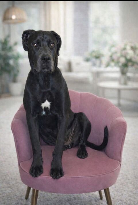 Cane corso femelle 0 88220 Xertigny