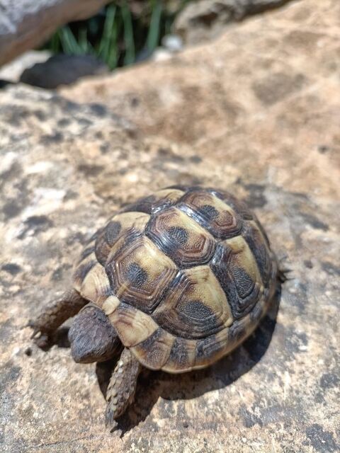 Tortue de terre 50 83136 Rocbaron