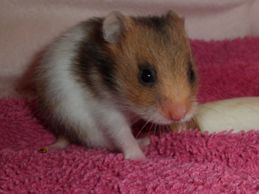   Bébés hamsters syriens 