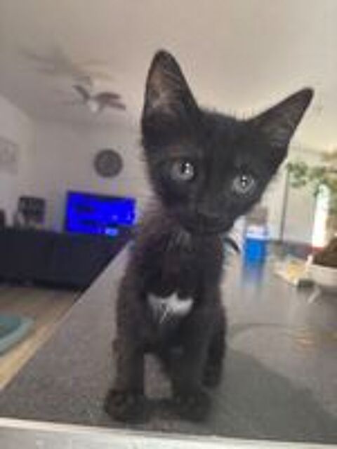   Chaton cherche famille ?? 