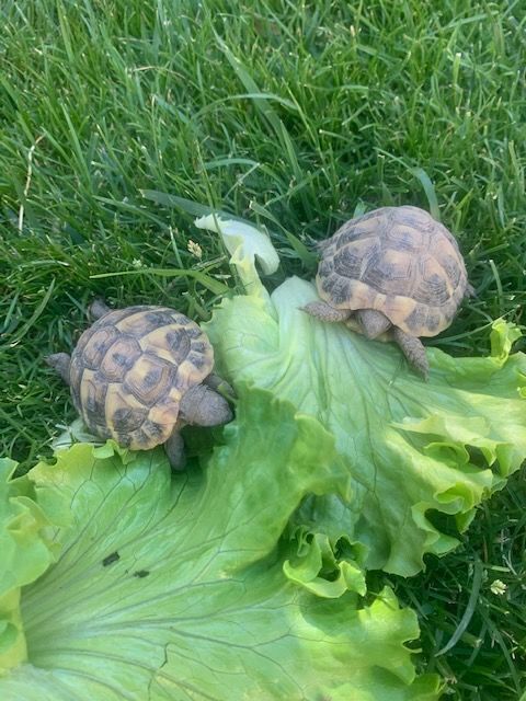 tortue de terre 40 30510 Gnrac