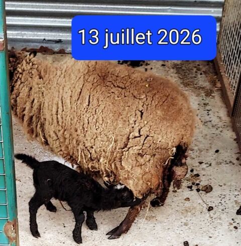 Ouessant 14230 La cambe