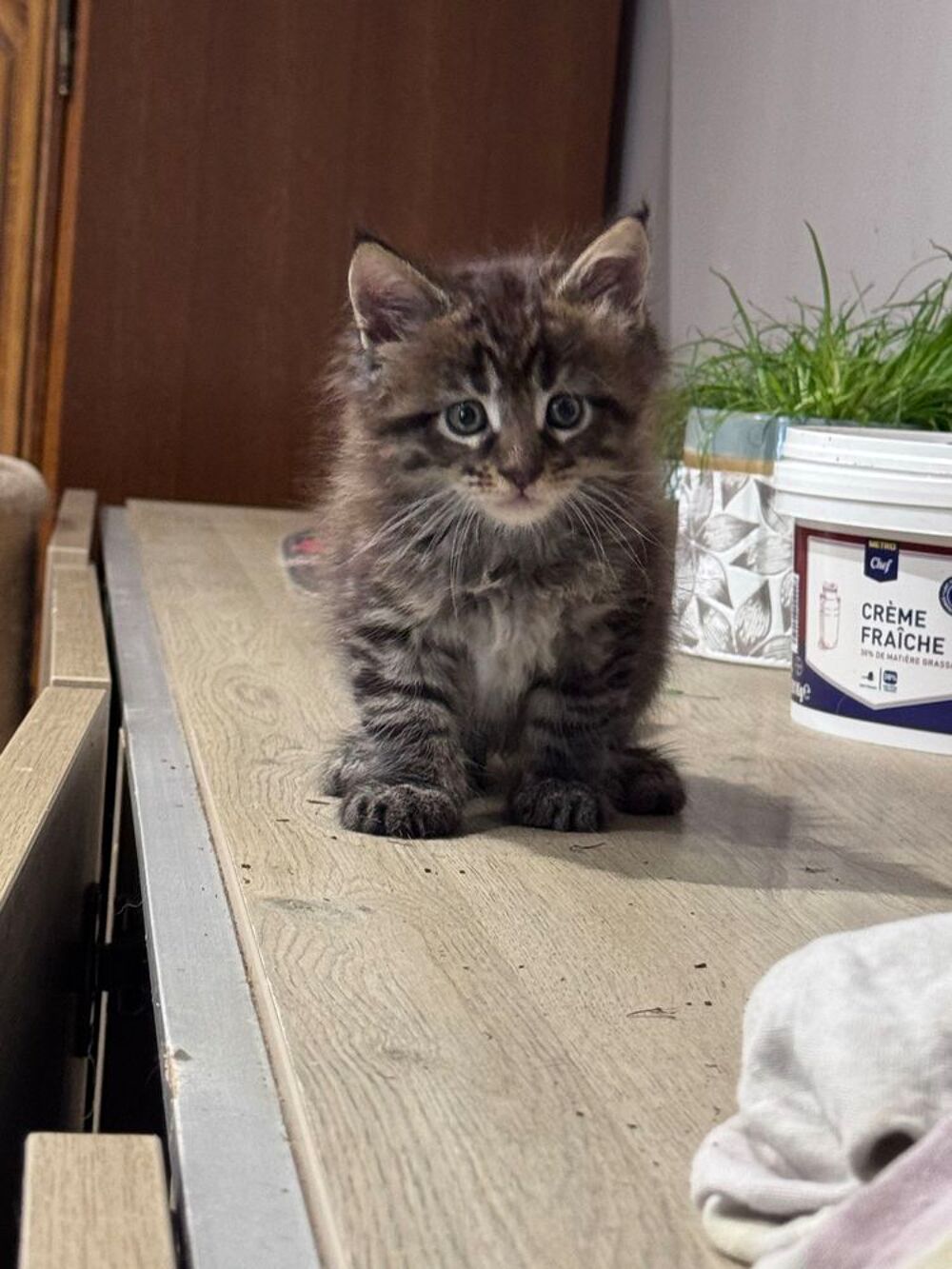   Maine Coon Loof 