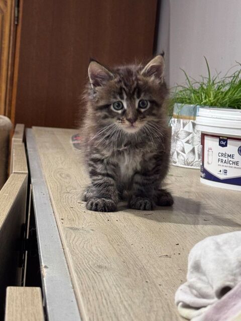 Maine Coon Loof 0 60200 Compiègne