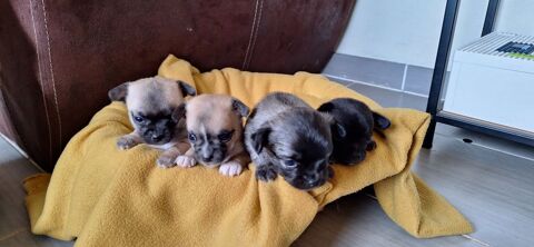 Chiots Chihuahua 900 11290 Montral