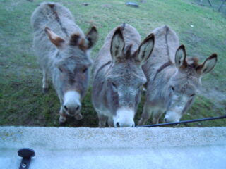  Ferme � vendre 6 pi�ces 160 m�