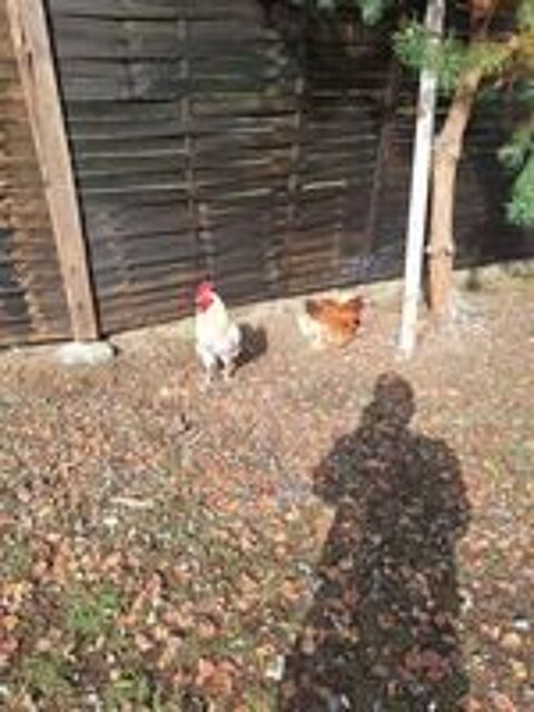   poule et coq canard dinde,dinde royal 