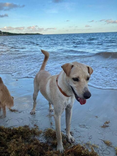 BUDY le magnifique 350 22000 Saint-brieuc