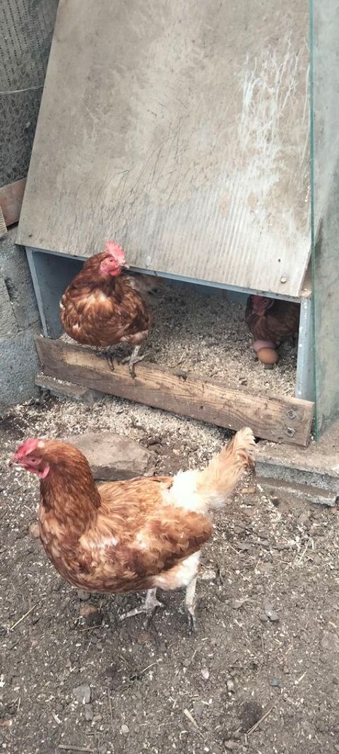 POULES 0 44310 Saint-philbert-de-grand-lieu