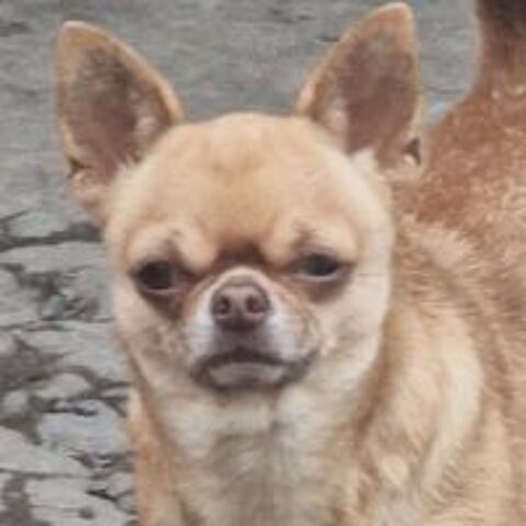  Chihuahua pl court  chocolat dilué.  