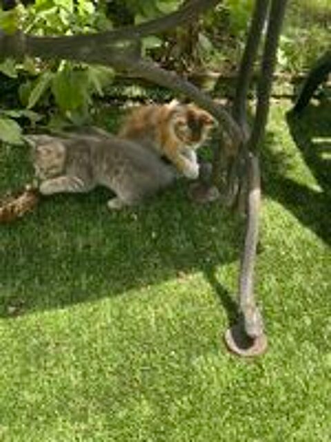   Dons chatons 
Localisation Martinique 