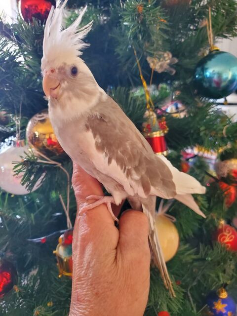 Perruche calopsitte eam  200 77340 Pontault-combault