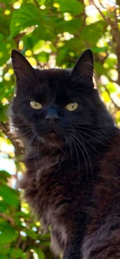 SOS HABITANTS EPAGNY (74370) - CHAT PERDU 0 74370 Metz-tessy