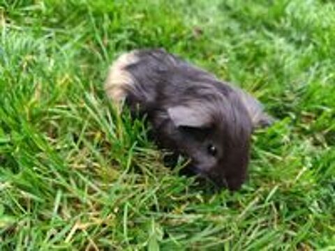   B�b� cochon d'Inde m�le  