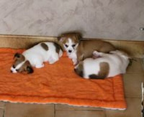   Femelles chihuahua  