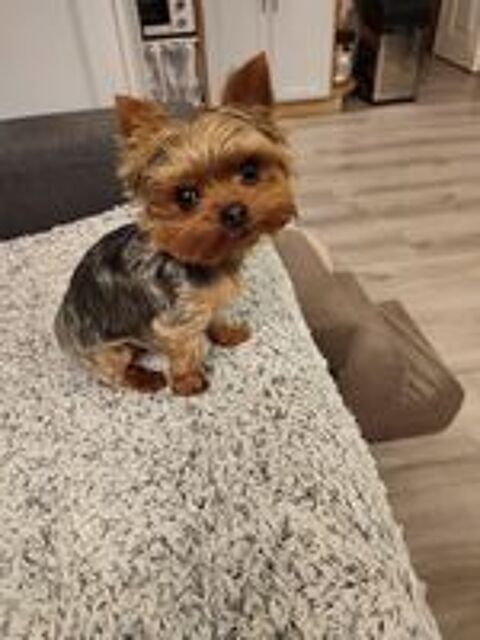   petit male yorkshire disponible pour saillie 