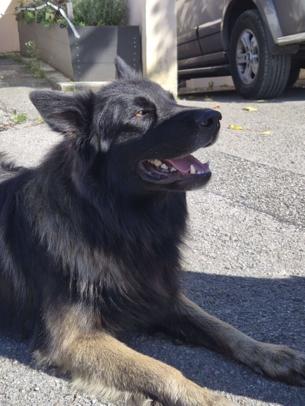   CHIEN BERGER BELGE TERVUEREN CAUSE DEMENAGEMENT 