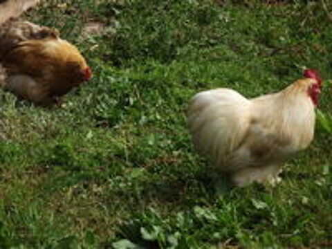   couples de pekins 
