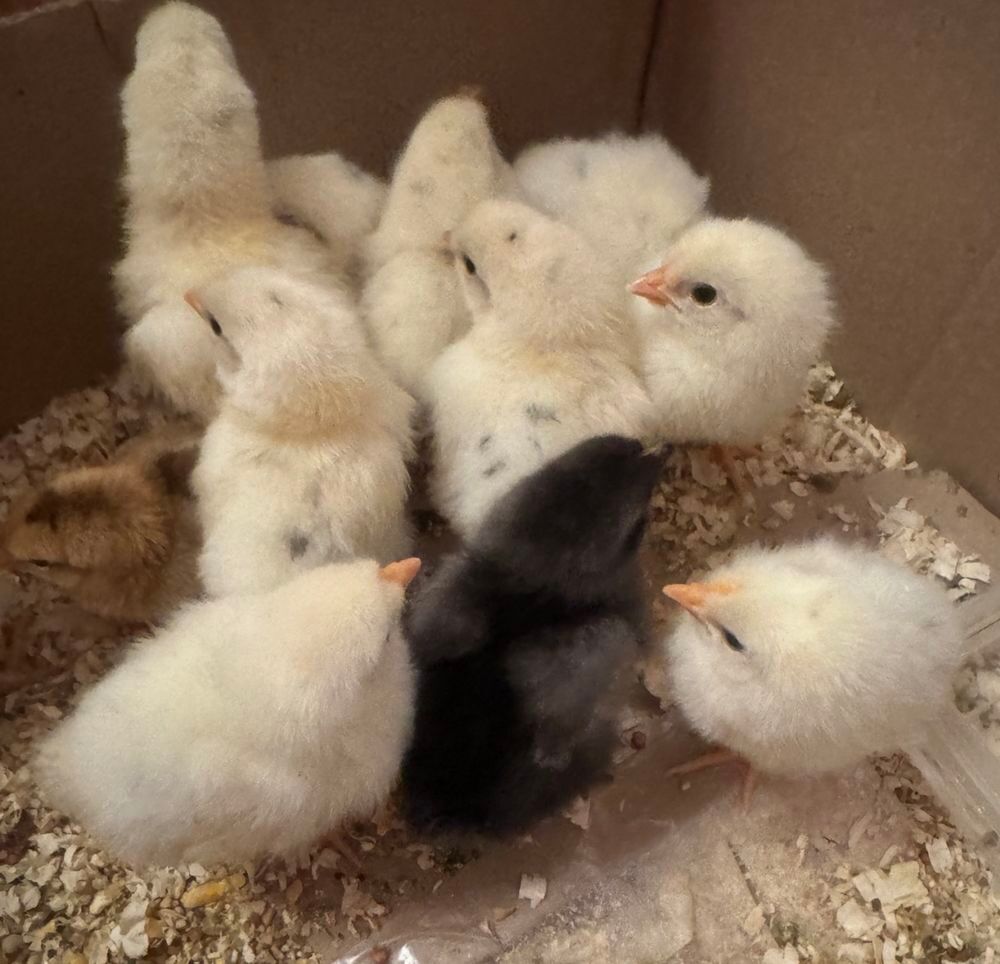   Poussins nés le 6 juin 