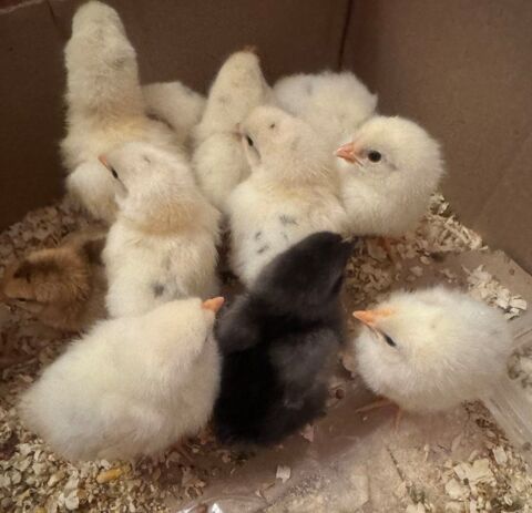 Poussins n&eacute;s le 6 juin 5 28210 Chaudon