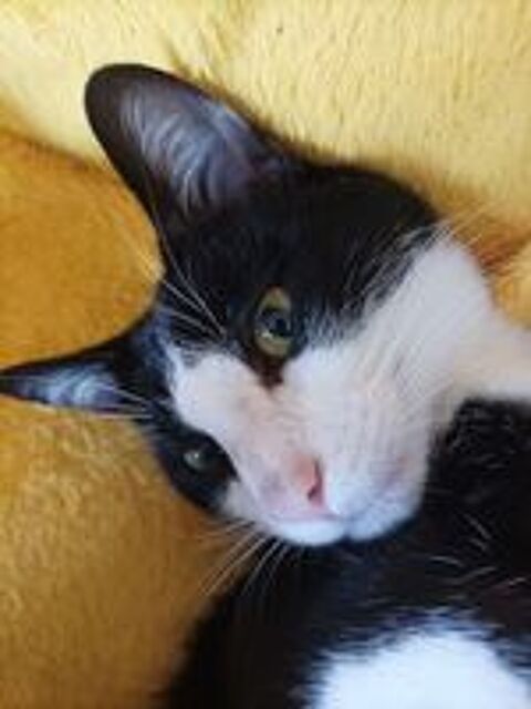   Pet-sitter / Garde d'animaux a Pessac Magonty (33) 