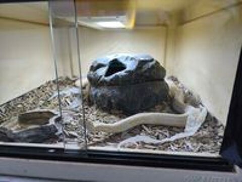   Serpents des blé une femelle et un mâle+2 vivariums  