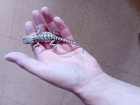   Bb pogona 