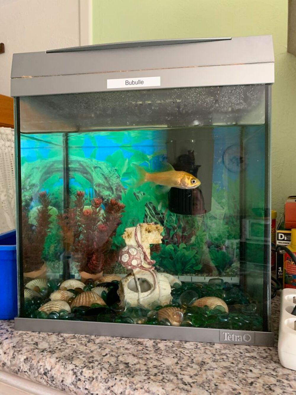 2 aquariums avec filtre et pompe et un poisson rouge Décoration