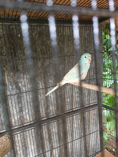 Croupion 25 49300 Cholet