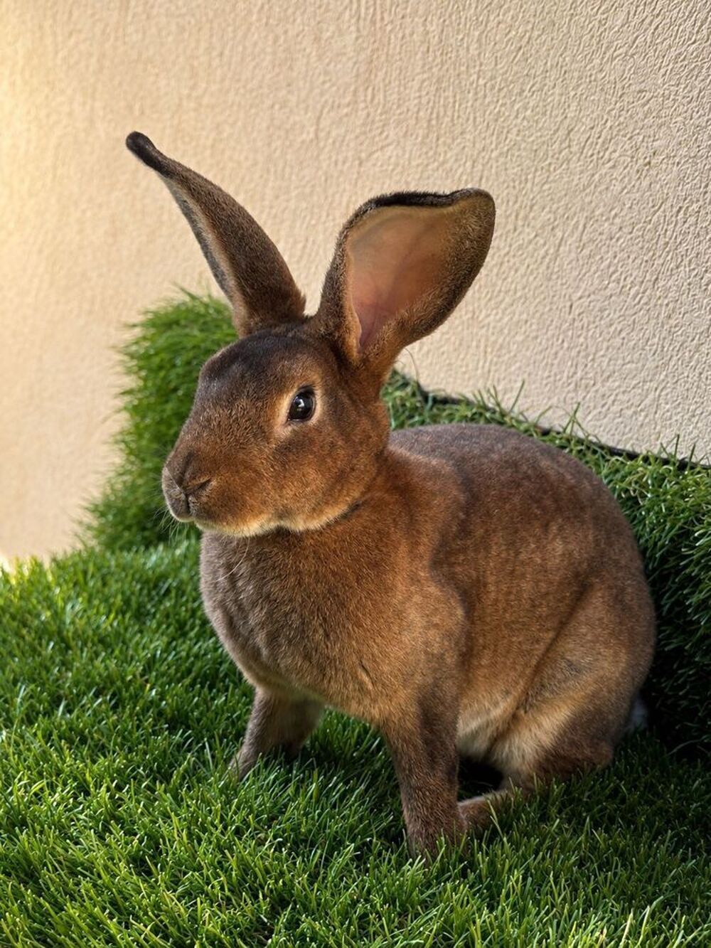 lapins Jardin