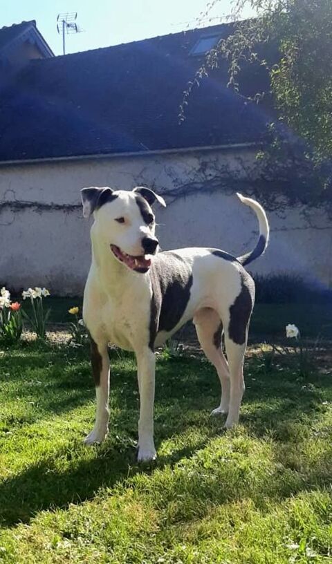 Marley, mle crois berger, n le 22/05/2021 🐶 28000 Chartres