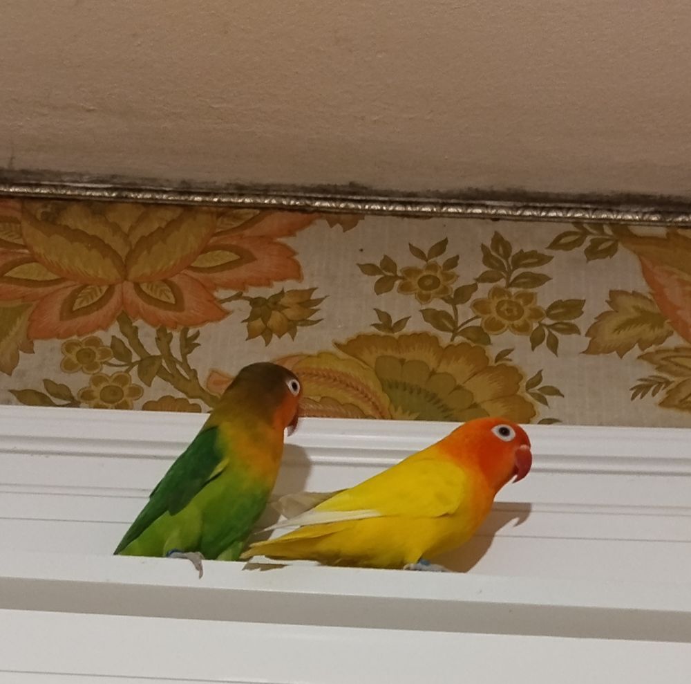   Couple d'inséparables 