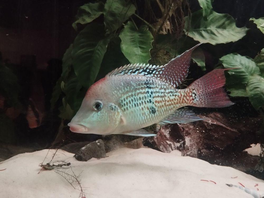   Cichlides geophagus  