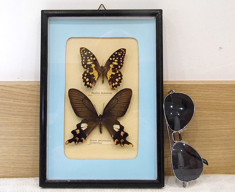 Cadre papillons sous verre collection Taxidermie 